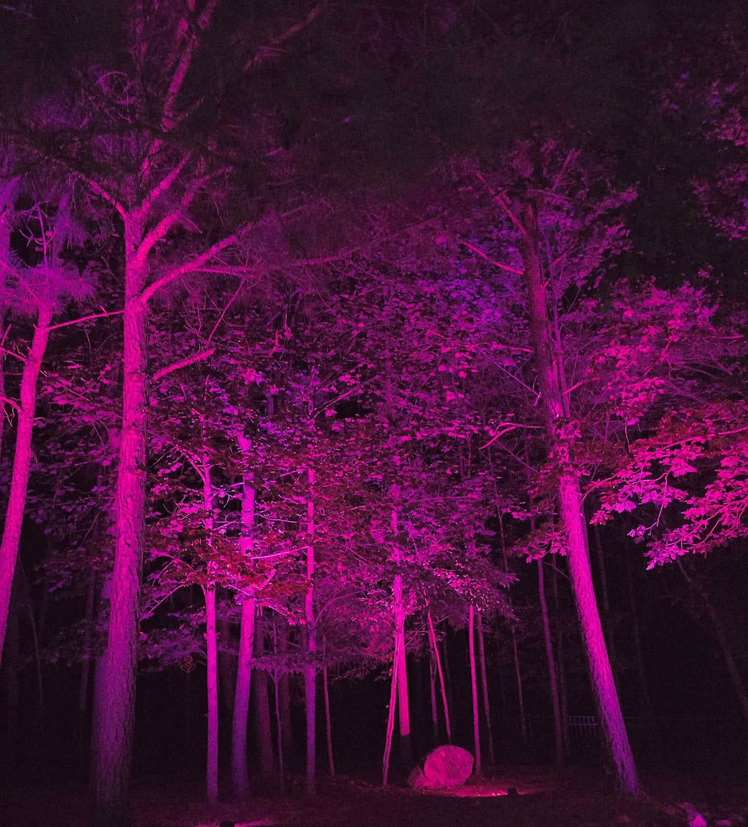 Color-changing tree uplighting in a Melbourne Florida landscape