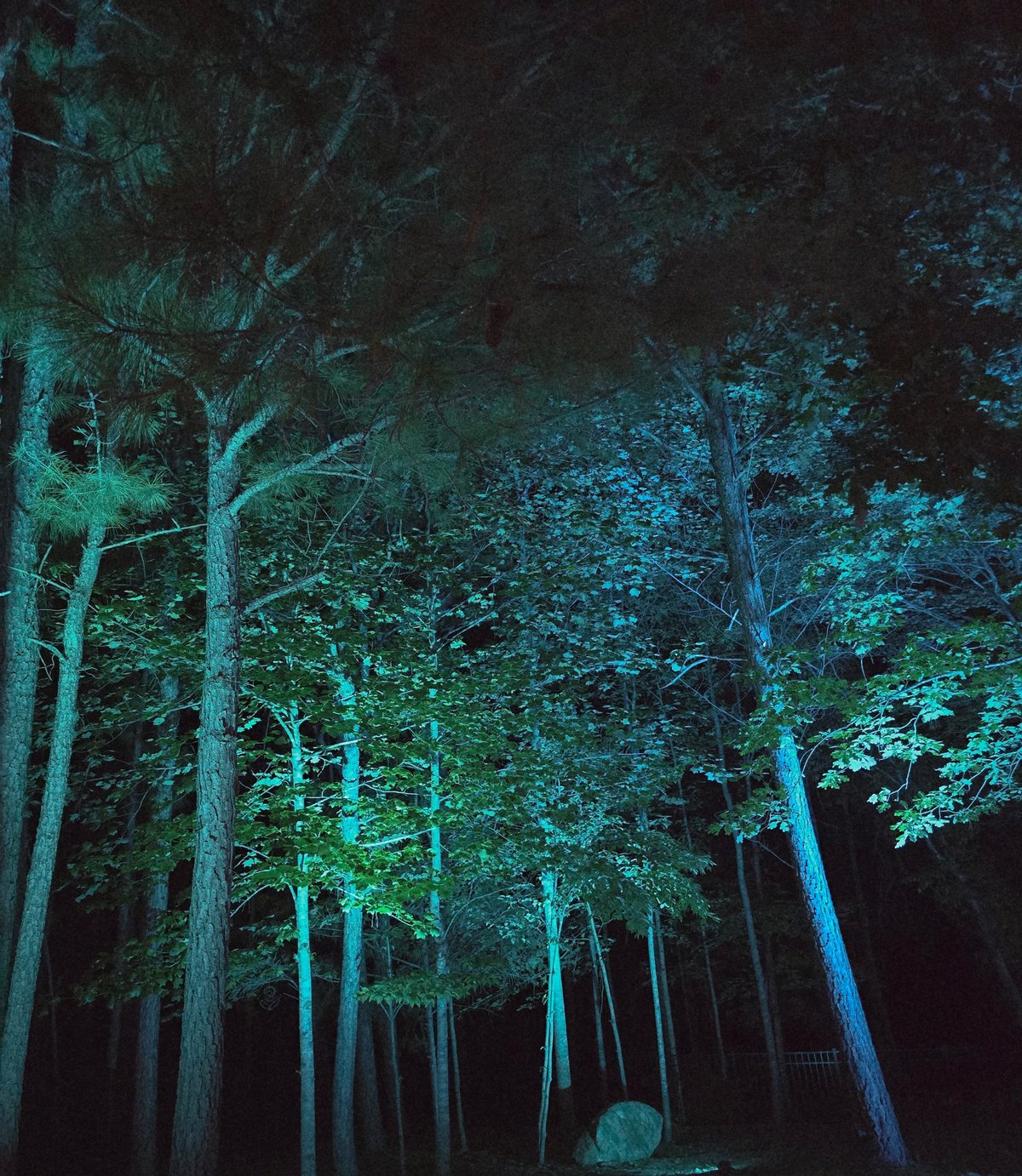 Blue and green permanent uplighting on trees in a wooded landscape
